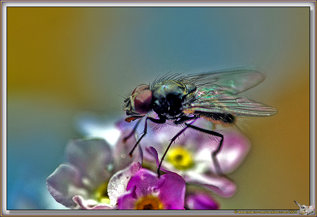 Mouche